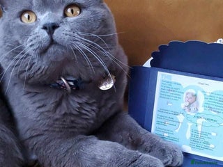 British Shorthair cats in Hinckley - Advert 17