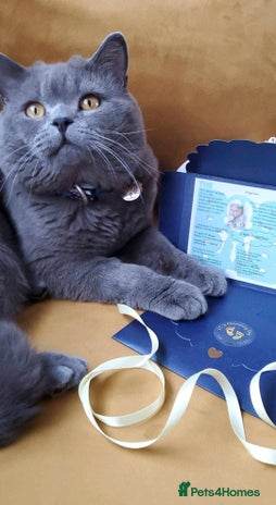 British Shorthair cats British short hair for stud in Hinckley - Advert 1