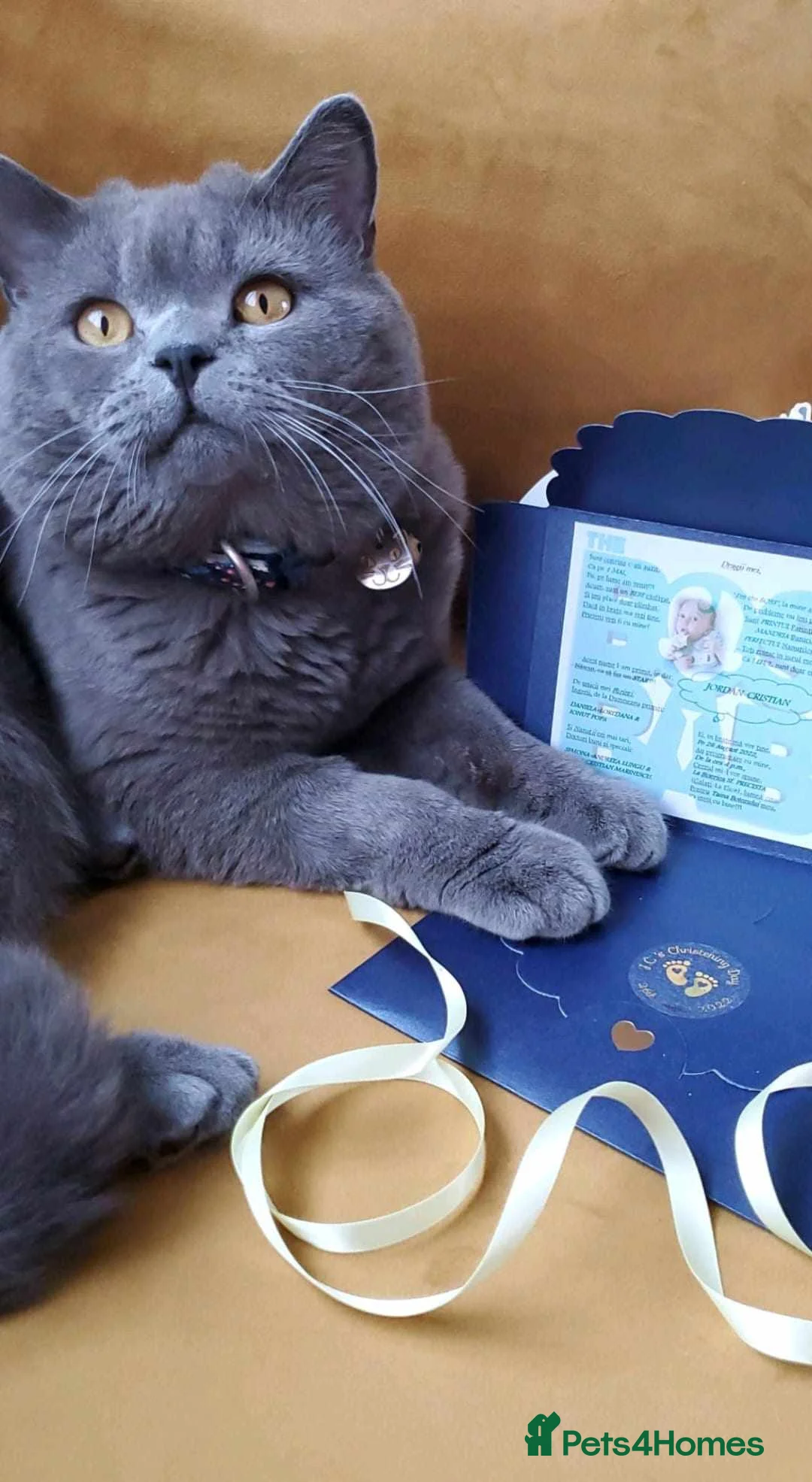 British Shorthair cats for stud: British short hair for stud in Hinckley - Advert 1