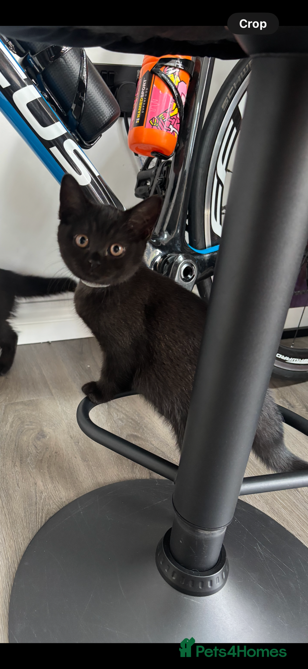 British Shorthair cats for sale: Reduced affectionate Solid Black British shorthair - Image 2