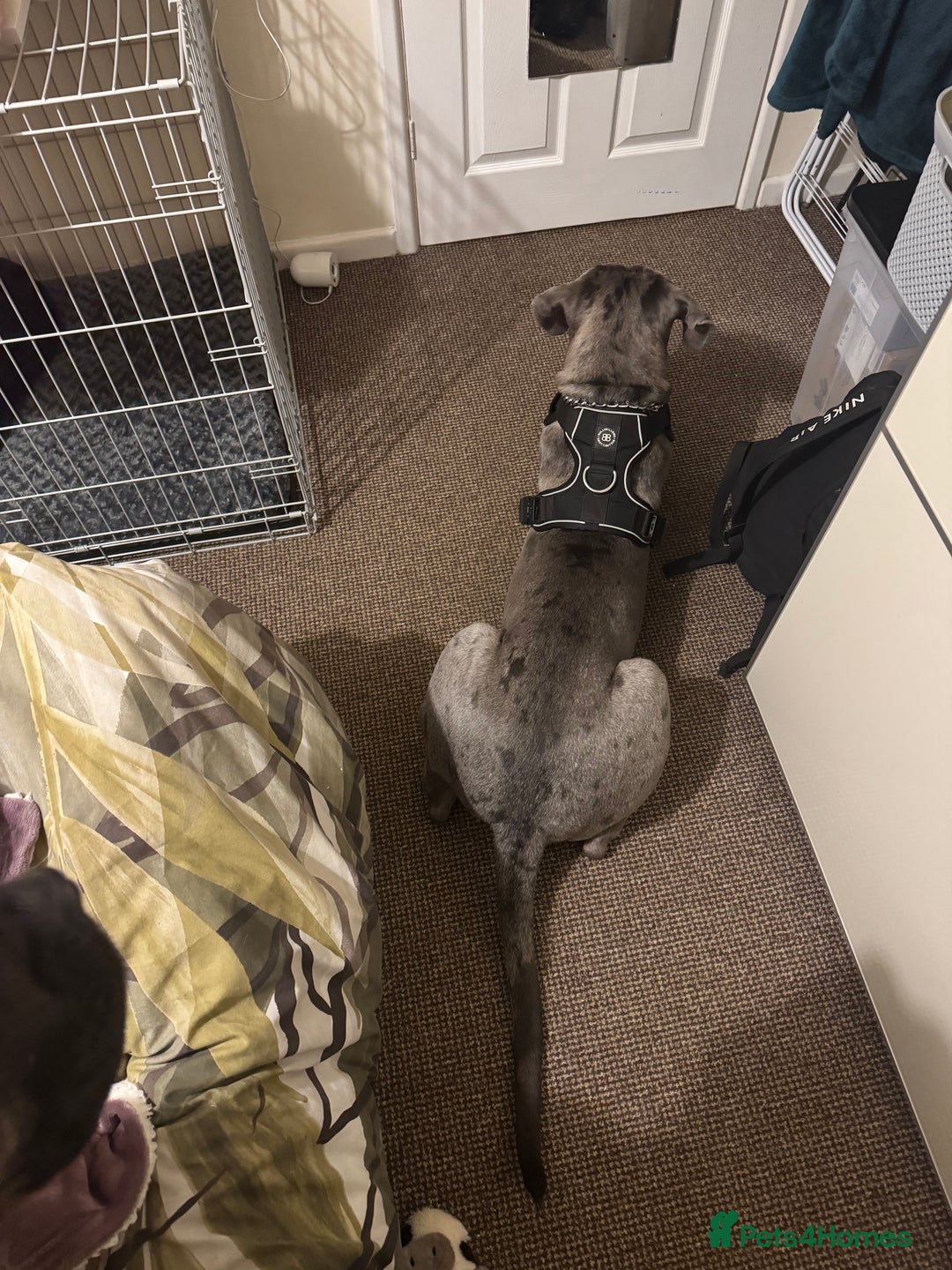 Mixed Breed dogs for sale: Cane Corso x Great Dane  - Advert 3