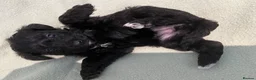 Schnoodle dogs for sale: Schnoodle pups for sale. Ready 11th October.  - Advert 19
