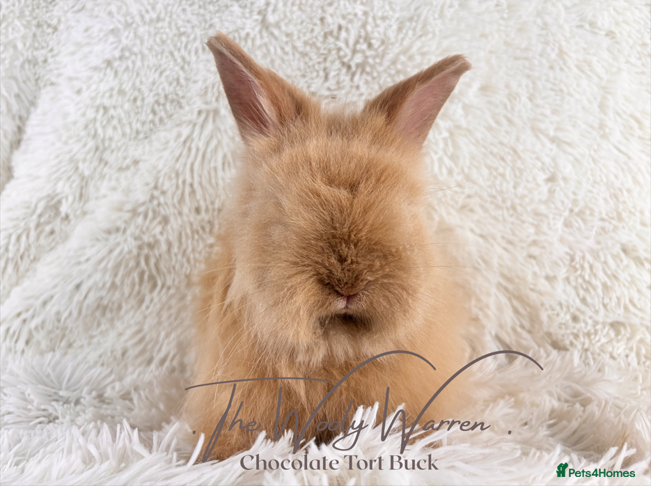Angora rabbits for sale: Fully Vaccinated Pedigree Angoras - Advert 12