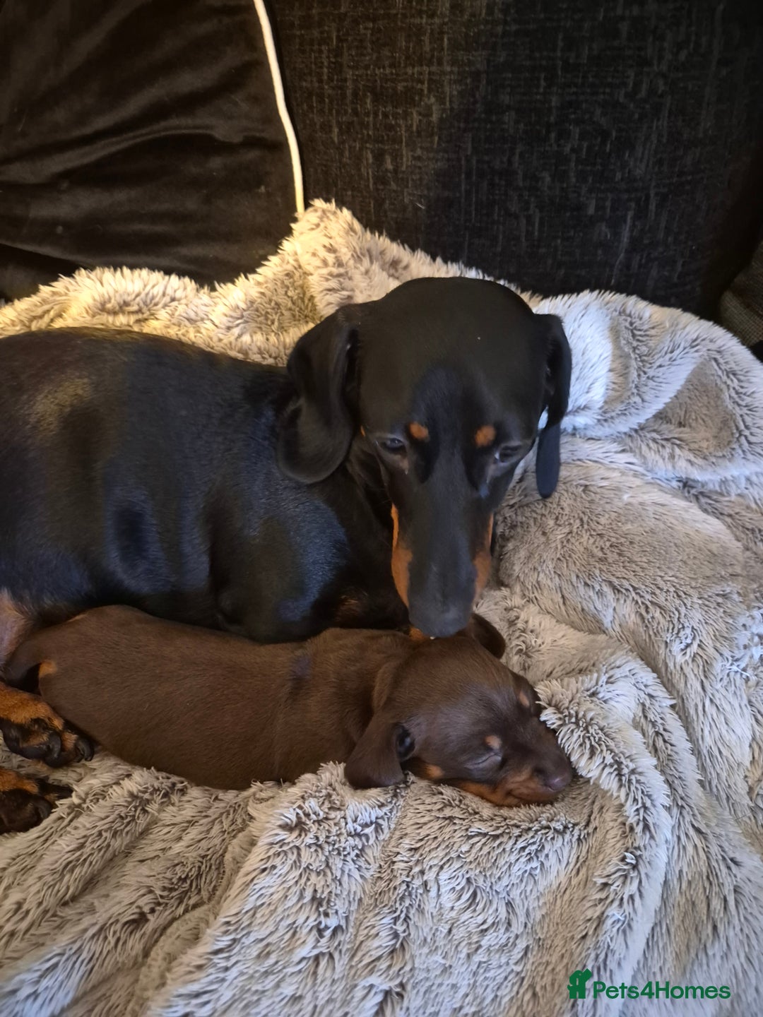 Miniature Dachshund dogs for sale: Female miniature dachshund  - Advert 3