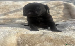 Labrador Retriever dogs for sale: 8 Kennel club reg  health tested chunky Labradors  - Image 31