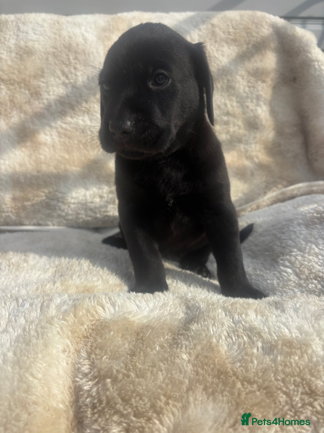 Labrador Retriever dogs for sale: 8 Kennel club reg  health tested chunky Labradors  - Image 31