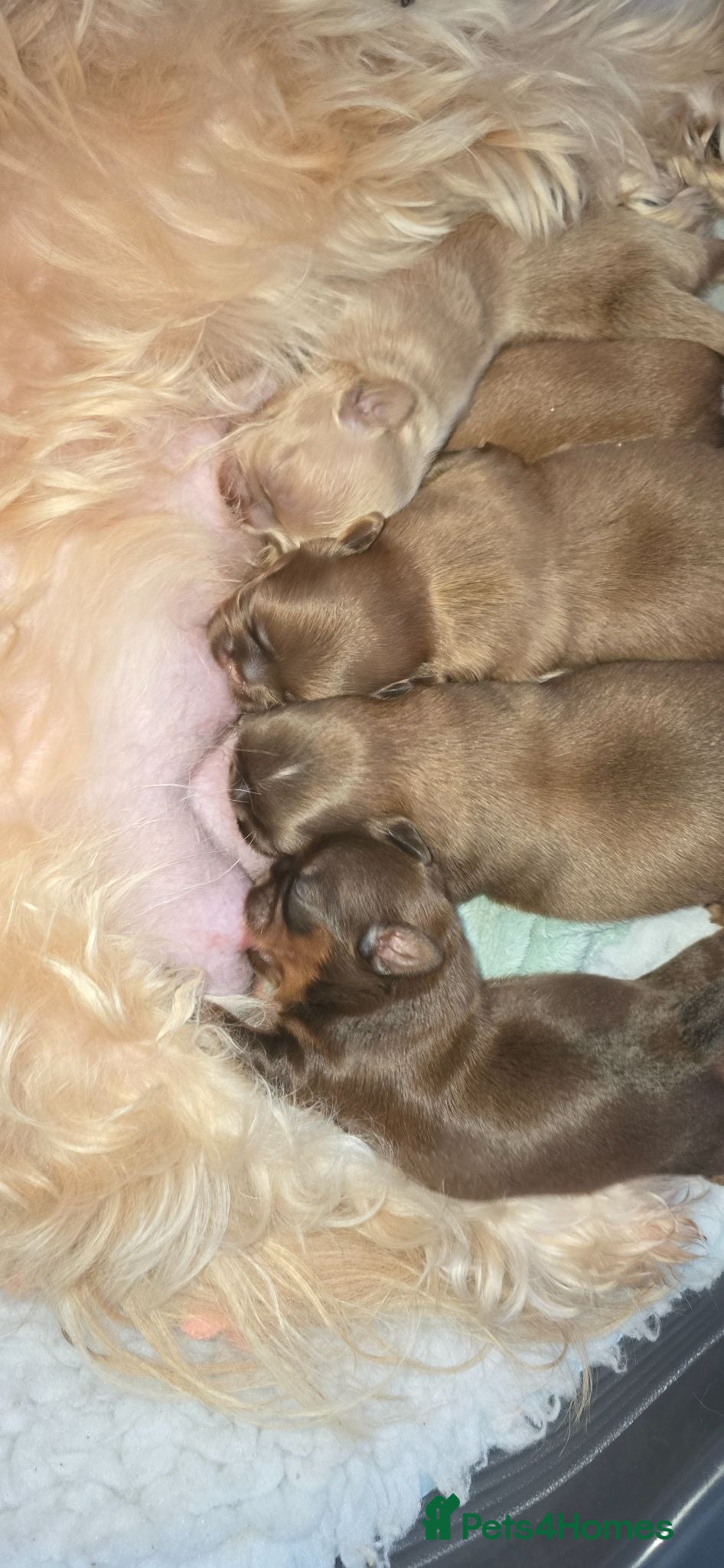 Shih Tzu dogs Stunning Imperial Shihtzu Puppies  - Advert 1