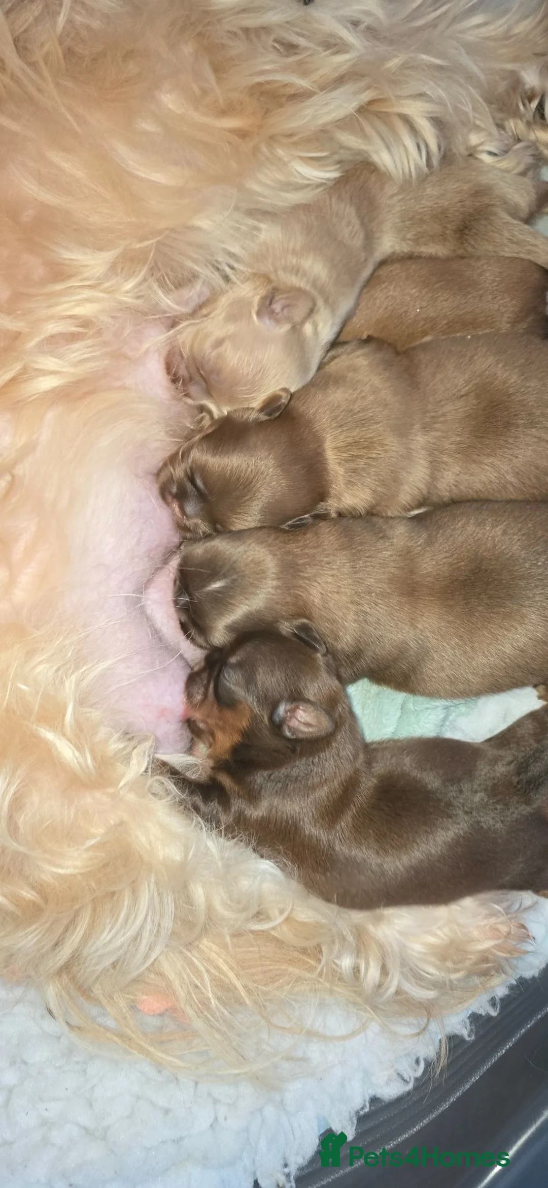 Shih Tzu dogs for sale: Stunning Imperial Shihtzu Puppies  - Advert 1
