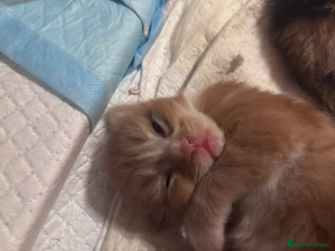 Domestic Shorthair cats for sale: 5 Gorgeous Kittens -  ready on the 7th January  - Advert 10