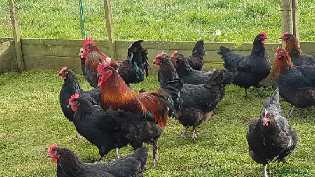 Chickens poultry for sale: 12 French Copper Black hatching eggs in Southampton - Advert 2