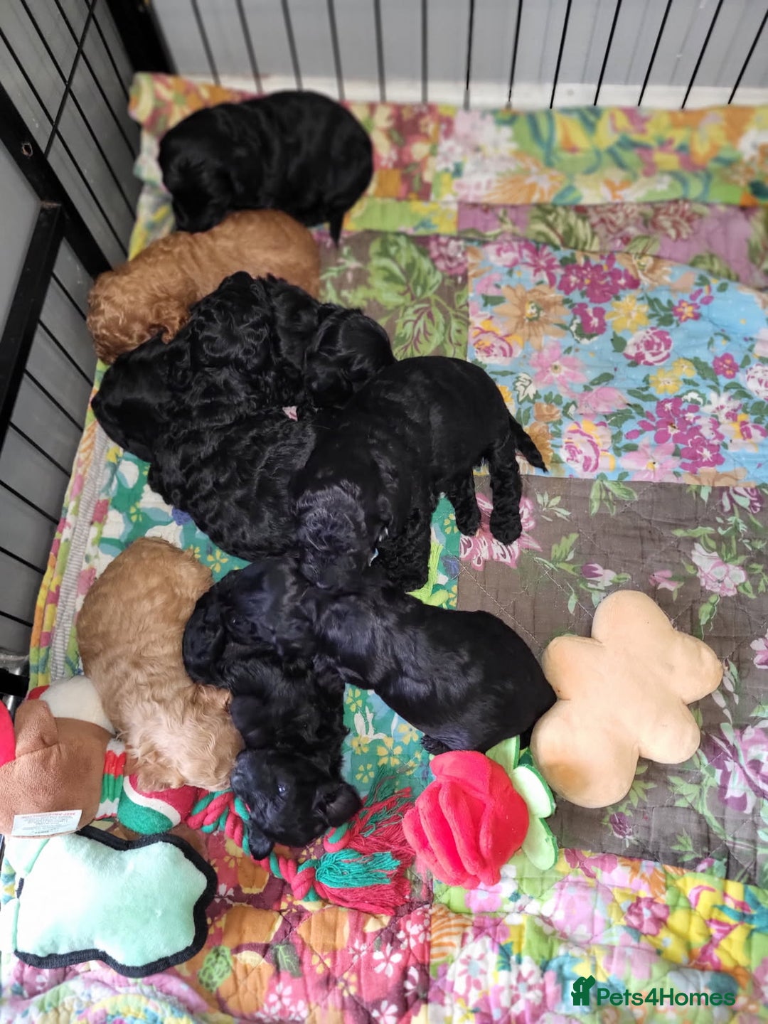 Cockapoo dogs for sale: 1 LEFT Toy f1b cokapoos🐶🐶 - Advert 16