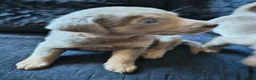 Labrador Retriever dogs for sale: Gorgeous silver Labrador puppies  - Advert 20