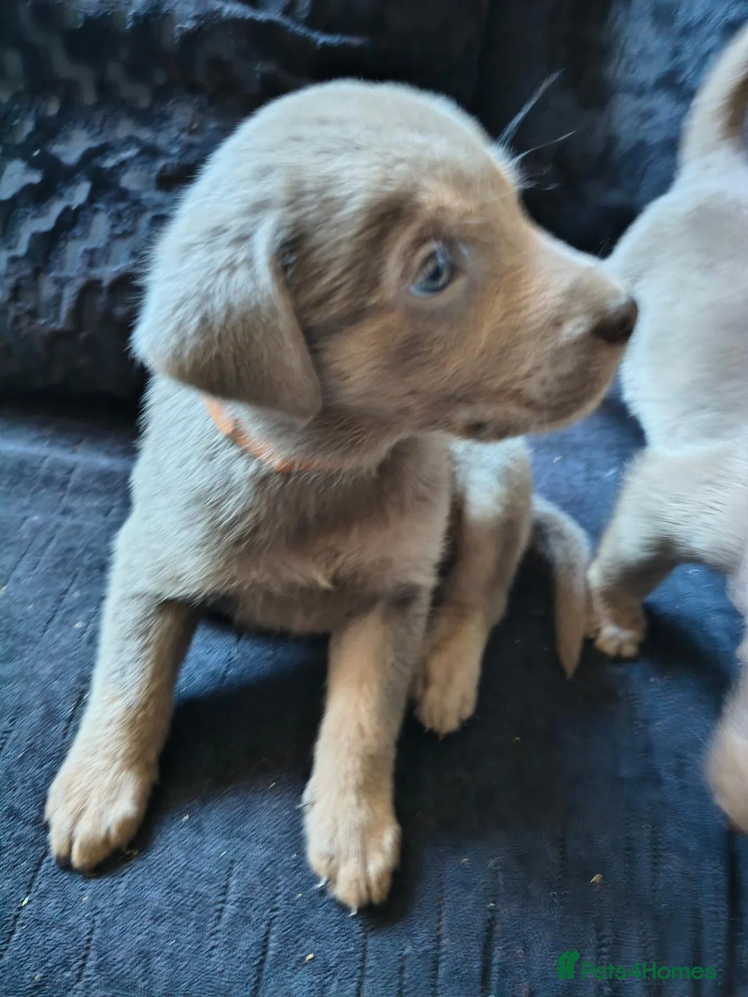 Labrador Retriever dogs for sale: Gorgeous silver Labrador puppies  - Advert 20