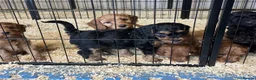 Cockapoo dogs for sale: ADORABLE COCKAPOOS  - Advert 6