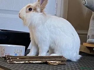 Mini Lop rabbits Mini lop - Advert 9