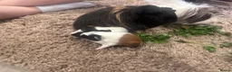 Guinea Pig rodents for sale: TWO FEMALE GUINEA PIG BABIES - Advert 3