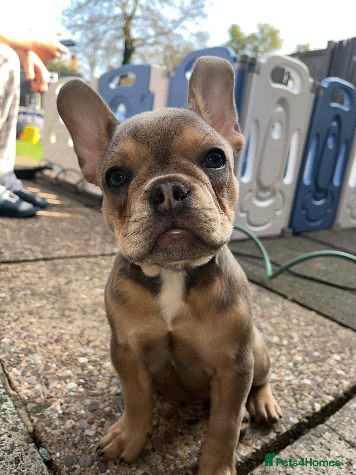 French Bulldog dogs Last girl - Advert 19