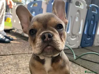 French Bulldog dogs Last girl - Advert 19