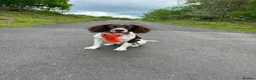English Springer Spaniel dogs for sale: 🐶 Beautiful 7-Month-Old Springer Spaniel - Advert 3