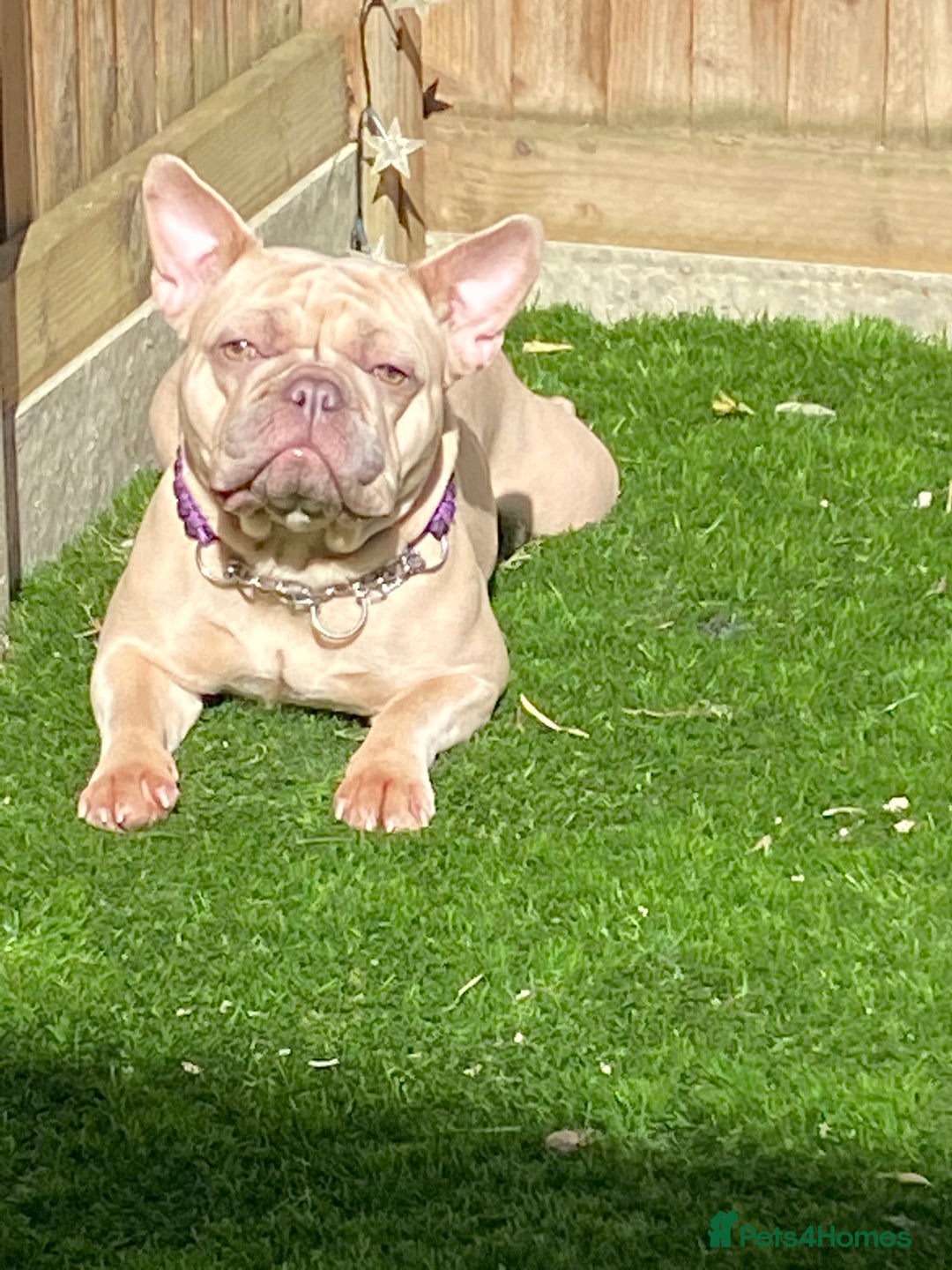 French Bulldog dogs for sale:  KC Registered French Bulldog Puppies - Advert 8