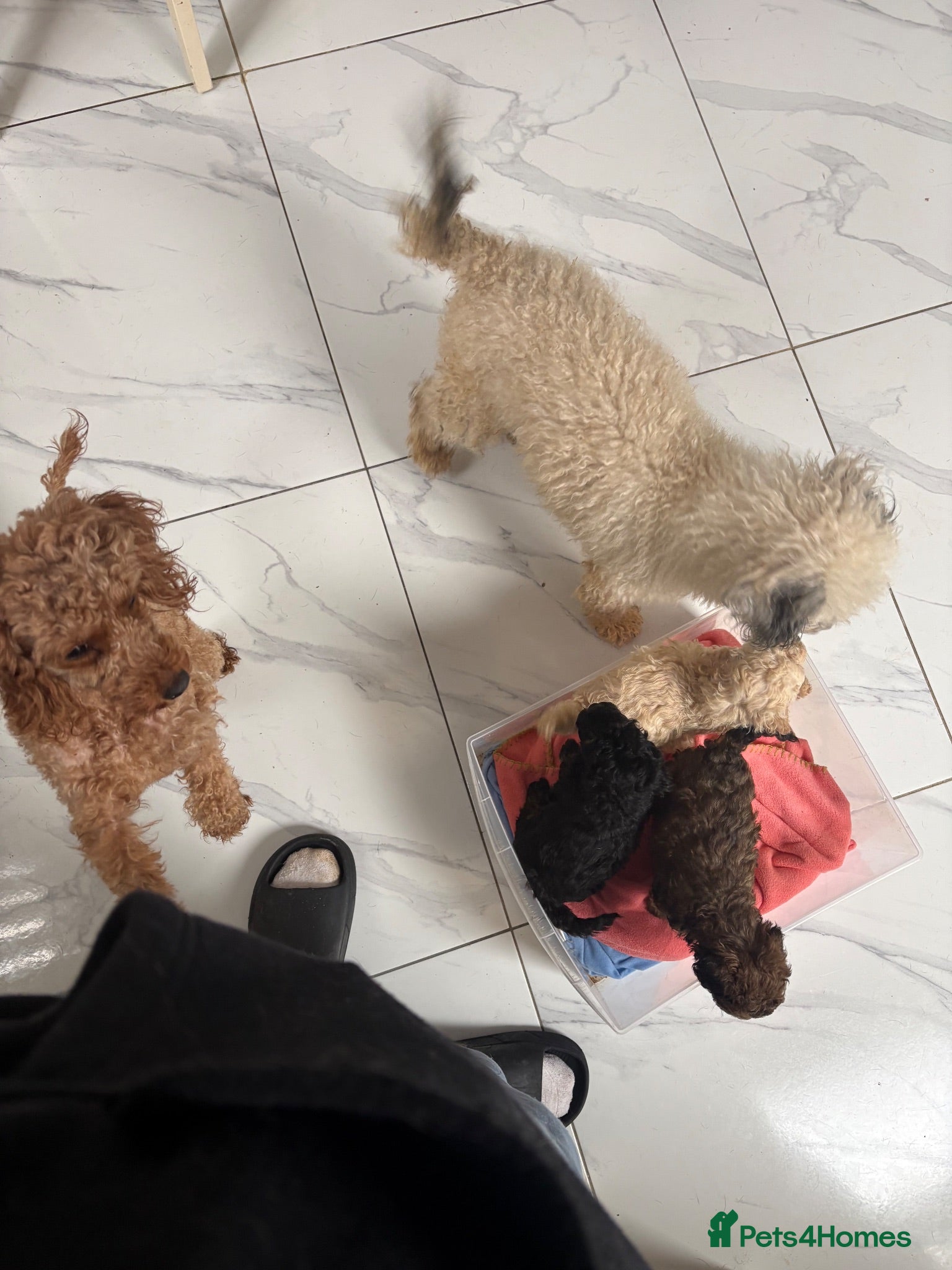 Toy Poodle dogs Kc registered toy poodles  - Advert 1