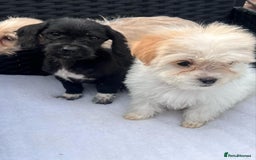 Mixed Breed dogs for sale: Jackapoo puppies - Image 8