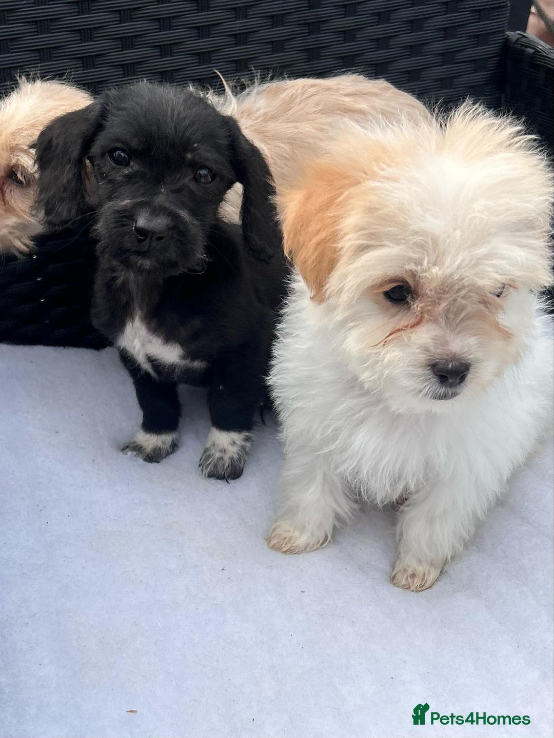 Mixed Breed dogs for sale: Jackapoo puppies - Image 8