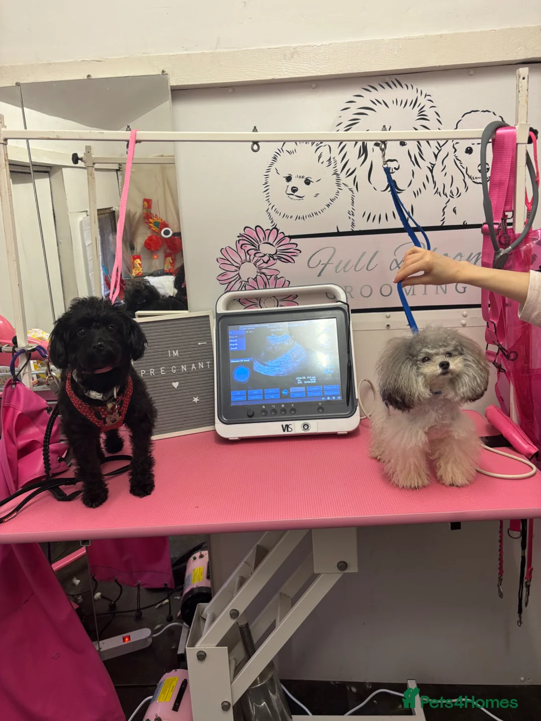 Pomapoo dogs for sale: Pomerpoo puppies in Havant - Advert 2