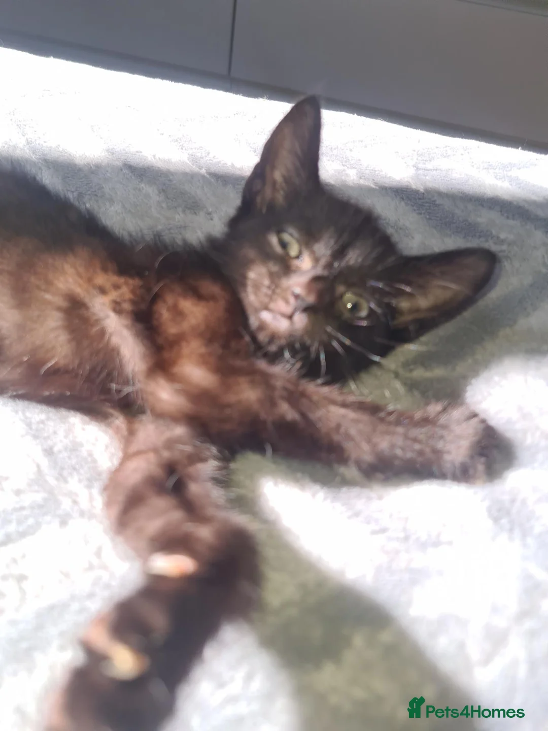Mixed Breed cats for sale: Two beautiful females - Advert 7