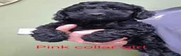 Cockapoo dogs for sale: F1 Cockapoos hereditary clear - Advert 7
