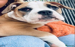 Alapaha Blue Blood Bulldog dogs for sale: Beautiful Alapaha blue bulldogs  - Image 24