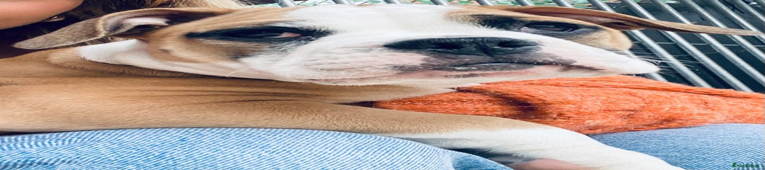 Alapaha Blue Blood Bulldog Puppy 1