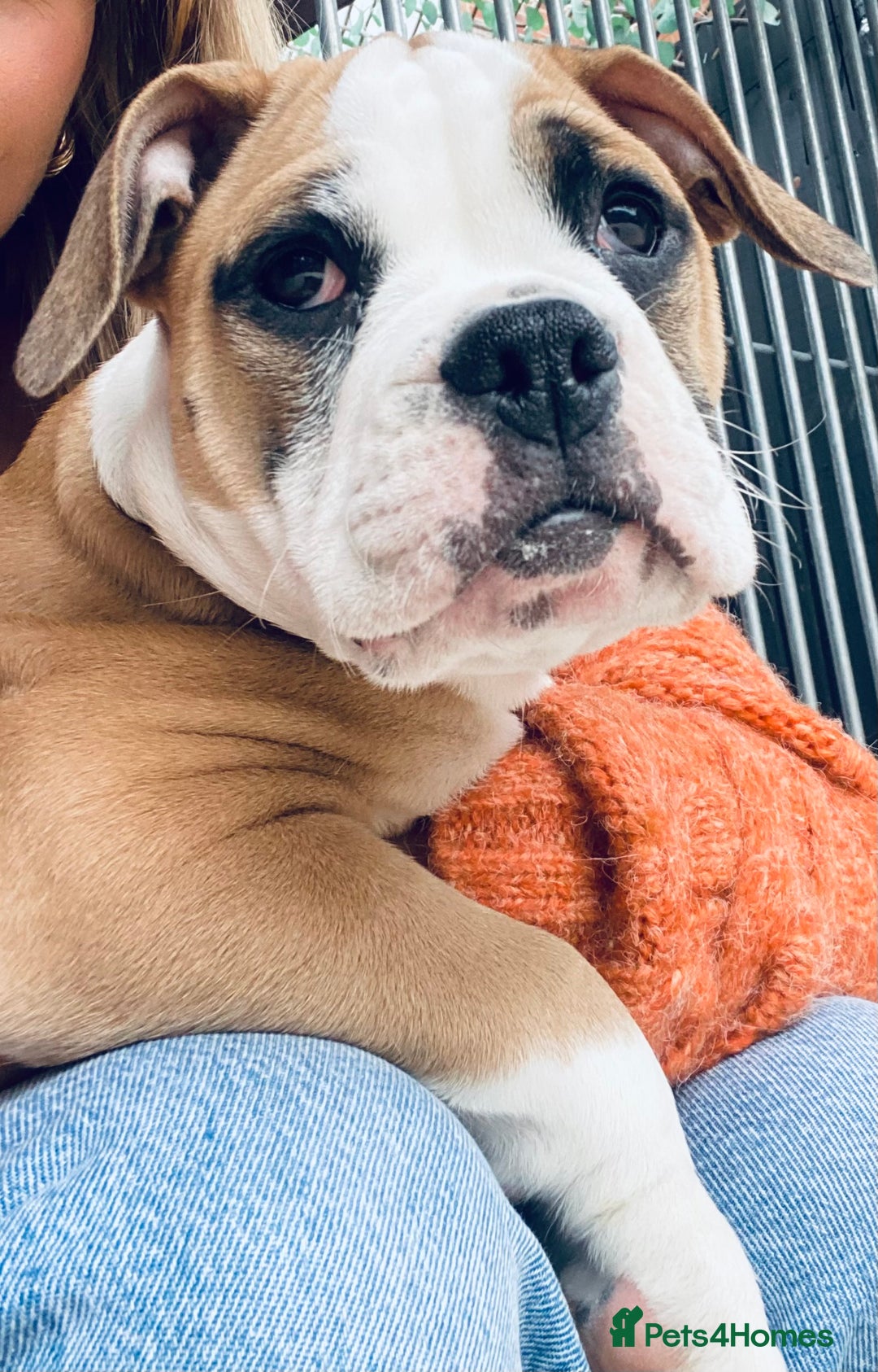 Alapaha Blue Blood Bulldog dogs for sale: Beautiful Alapaha blue bulldogs  - Image 24