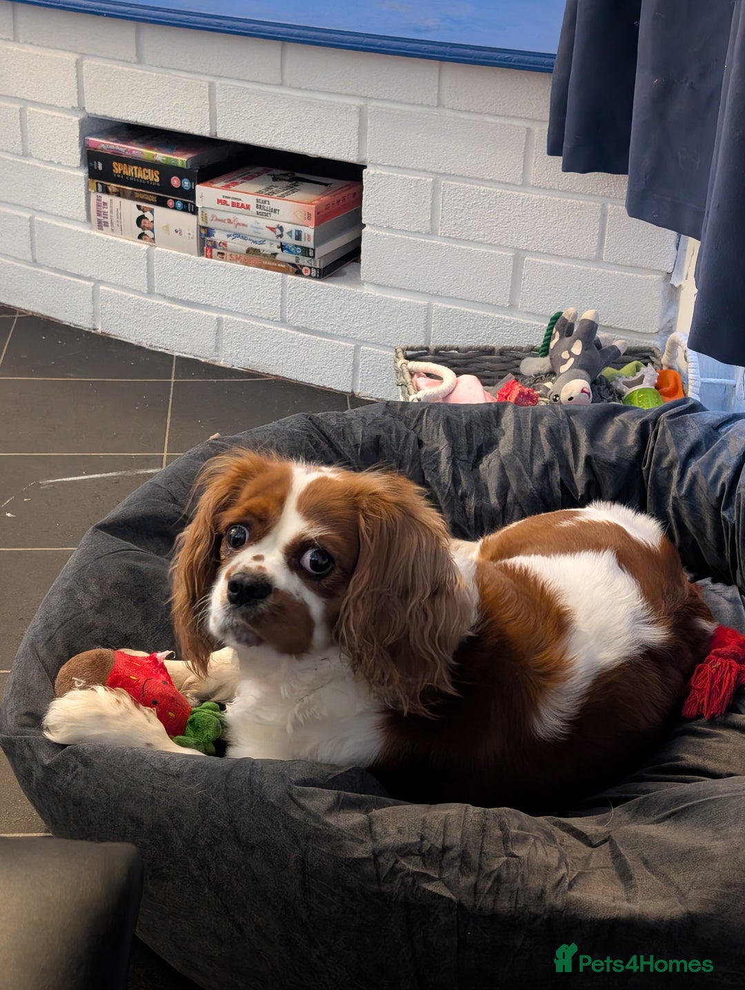 Cavalier King Charles Spaniel dogs for sale: 2 year old king Charles spaniel - Image 3