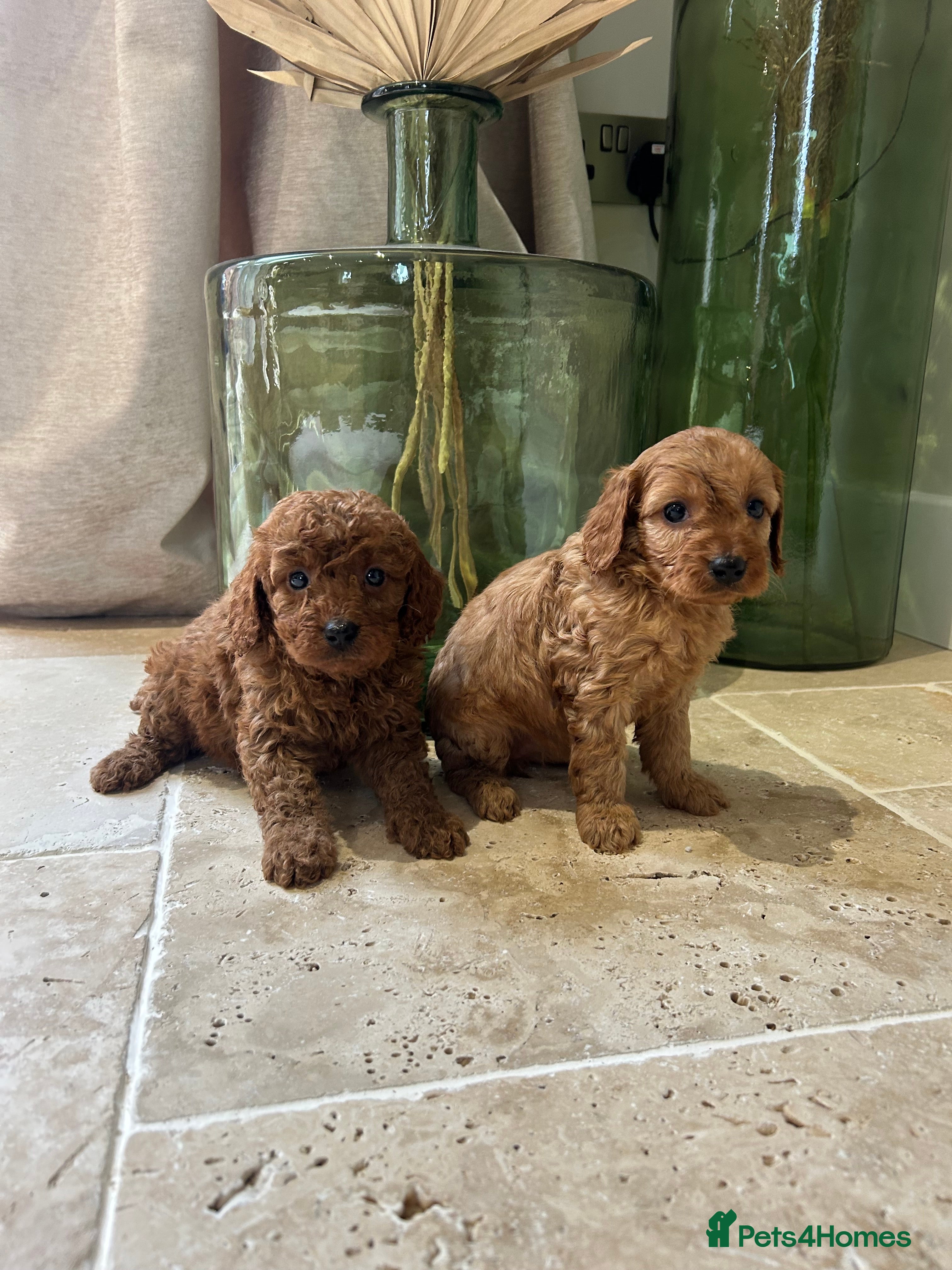 Cavapoo dogs DNA tested Cavapoo  - Advert 8