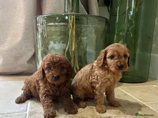 Cavapoo dogs DNA tested Cavapoo - Advert 8