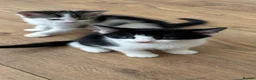 Mixed Breed cats for sale: Kittens Ready Now - 4 Males, 1 Female  - Advert 14