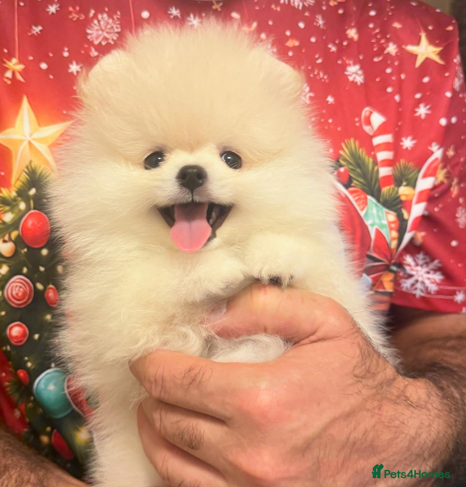 Pomeranian dogs for sale: 2 Beautiful Pomeranian Boys  - Advert 7