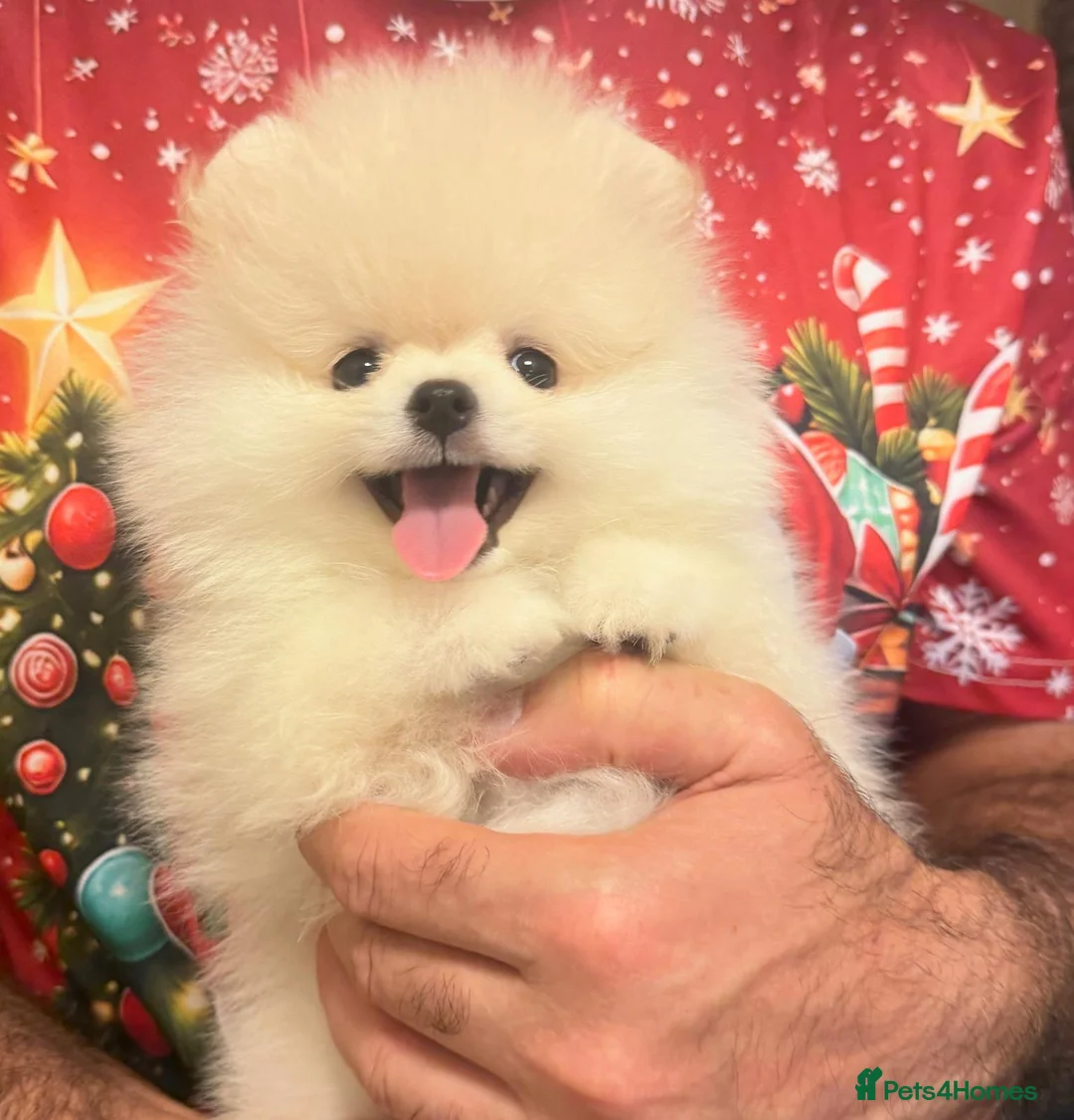 Pomeranian dogs for sale: 2 Beautiful Pomeranian Boys  - Advert 1