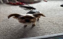 Yorkshire Terrier dogs for sale: Indie - Yorkshire Terrier - Image 5
