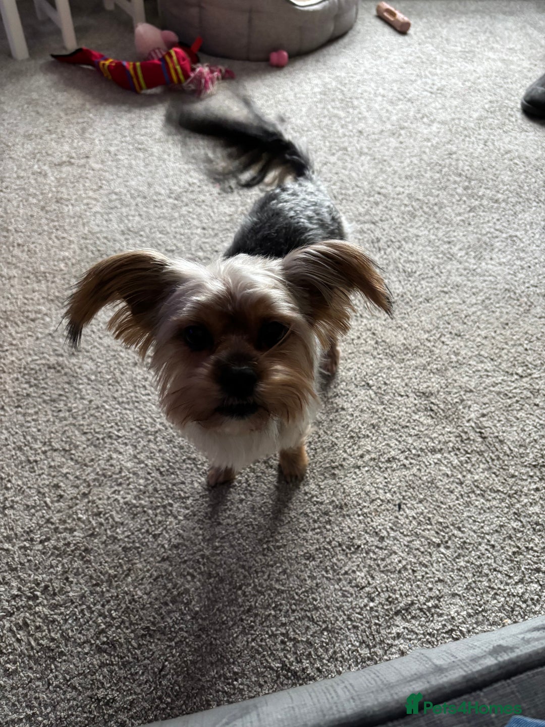 Yorkshire Terrier dogs for sale: Indie - Yorkshire Terrier - Image 5