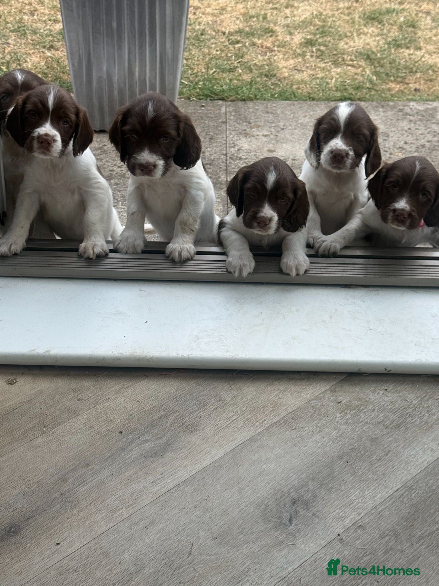 English Springer Spaniel dogs KC Registered English Springer Spaniel Puppies - Advert 2