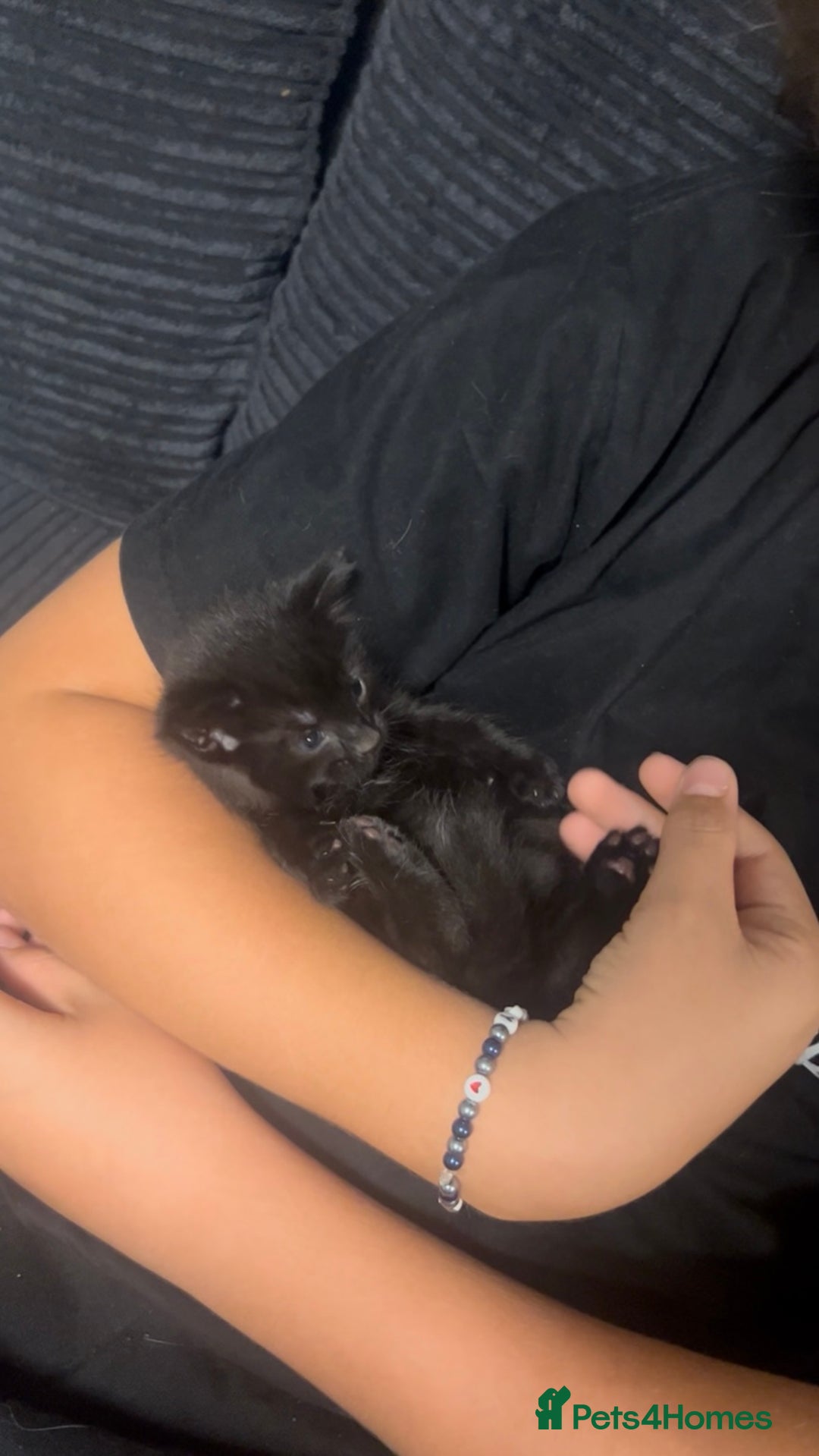 Mixed Breed cats for sale: 🥰 Beautiful kittens 🥰 - Image 6