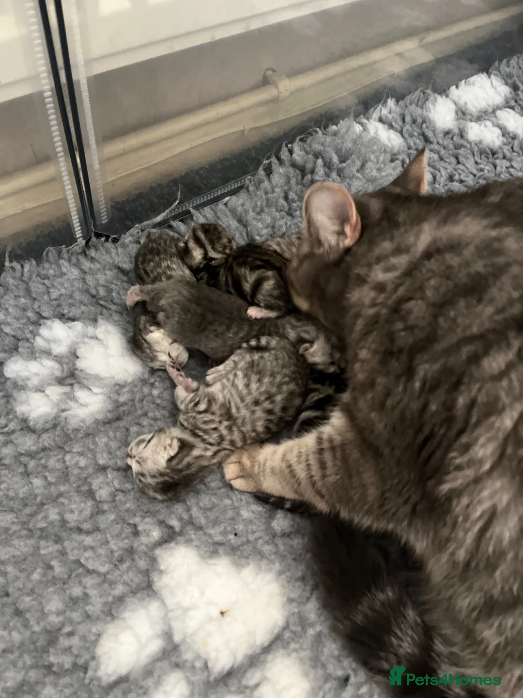 British Shorthair cats for sale: Gccf British Shorthair kittens  - Advert 19