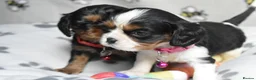 Cavalier King Charles Spaniel dogs for sale: Fully Health Tested KC Cavalier King Charles S in Rugby - Advert 14