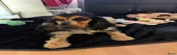 Cocker Spaniel dogs for sale: KC show type cocker spaniel for REHOME  - Advert 4
