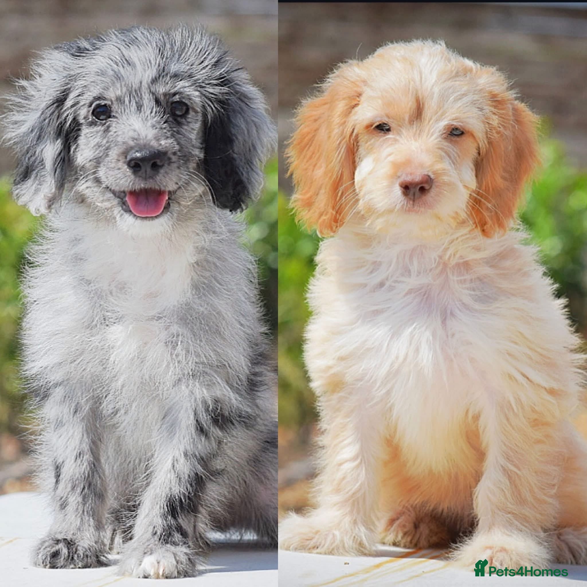 Cockapoo dogs READY NOW 5⭐️Licensed & Registered.    - Advert 1