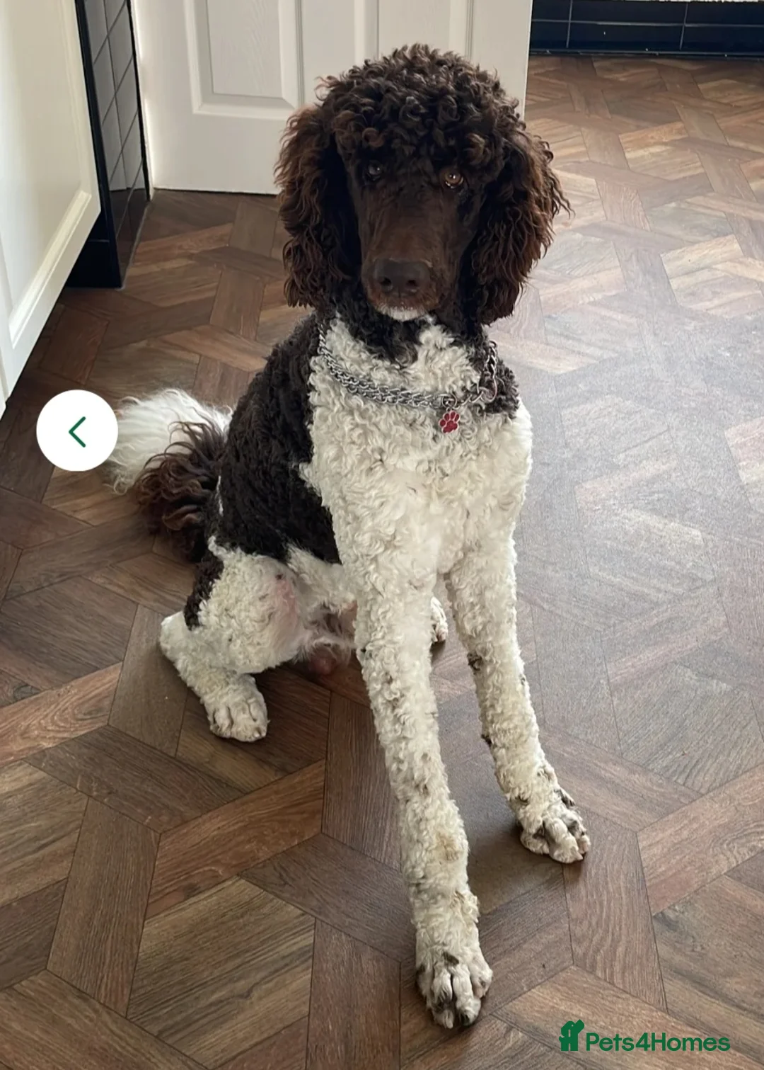 Goldendoodle dogs for sale: DELIGHTFUL WELL BRED DOODLES - Advert 9