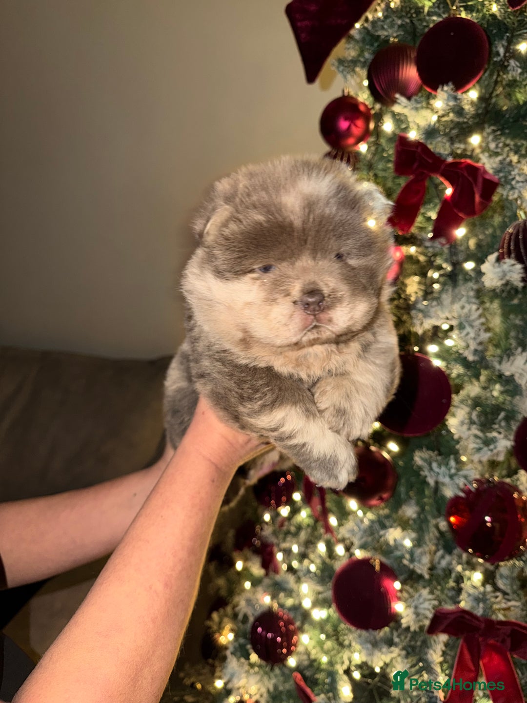 Chow Chow dogs for sale: Lilac Merle and lilac chow chow puppies for sale  - Advert 11