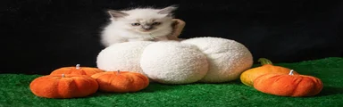 Ragdoll 1